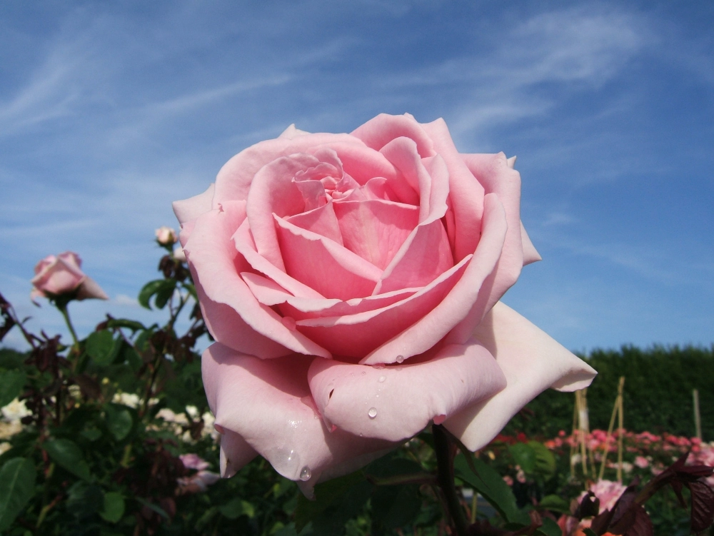 Edelrose 'Frederic Mistral®', 30 bis 60 cm Höhe, hellrosa Cover